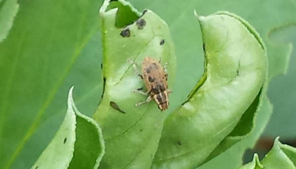 A pea and bean weevil adult